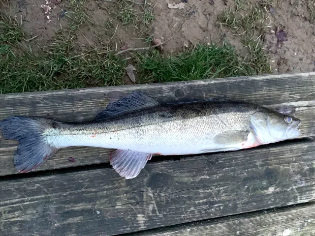 Zander