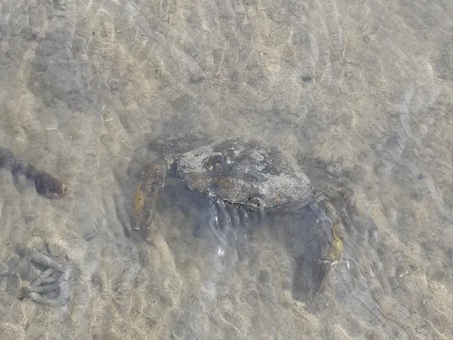 Strandkrabbe