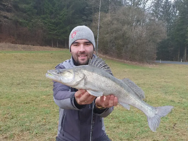 Zander