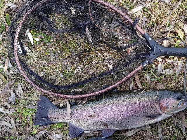 Regenbogenforelle