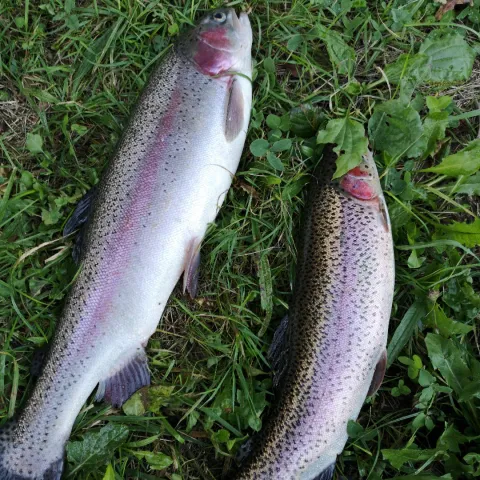 Regenbogenforelle