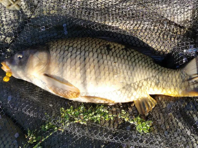 Karpfen