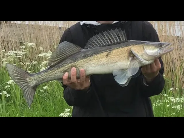 Zander