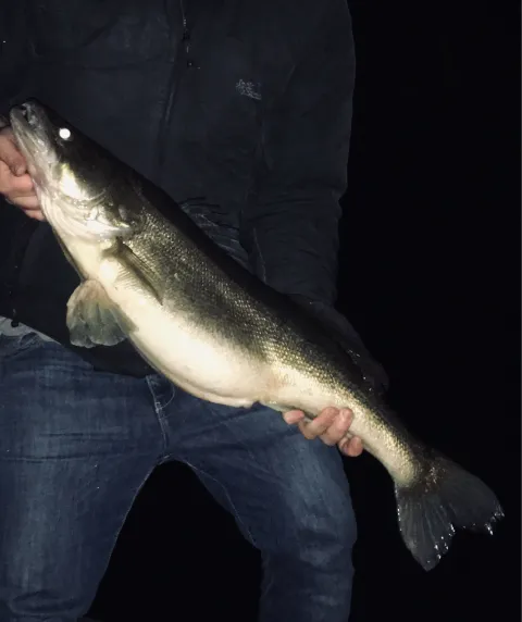Zander