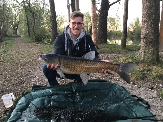 Graskarpfen