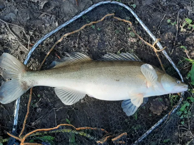 Zander