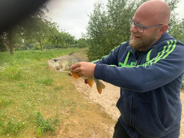 Flussbarsch