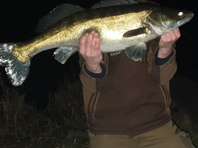 Zander