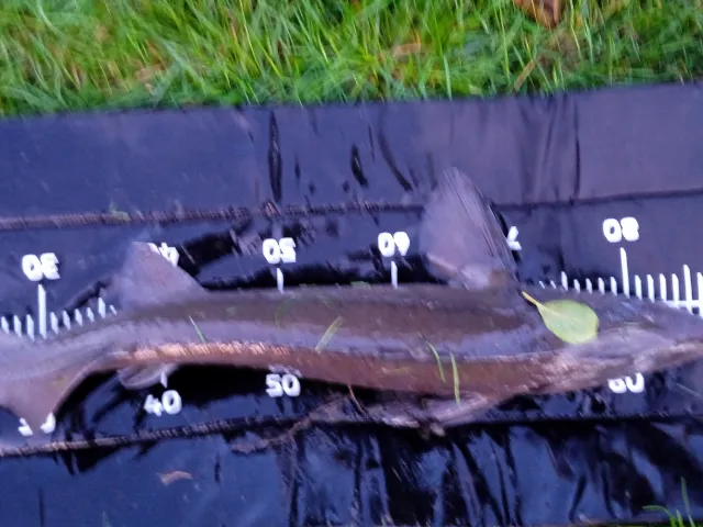 Stör