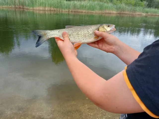 Döbel