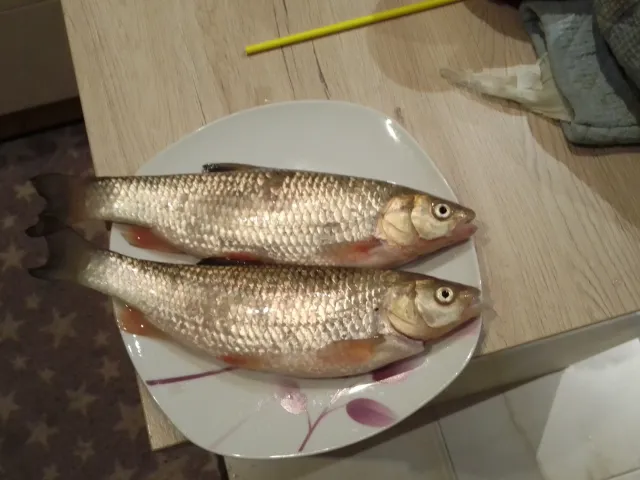 Döbel