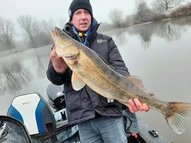 Zander