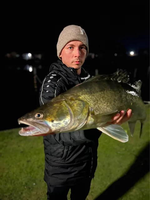 Zander