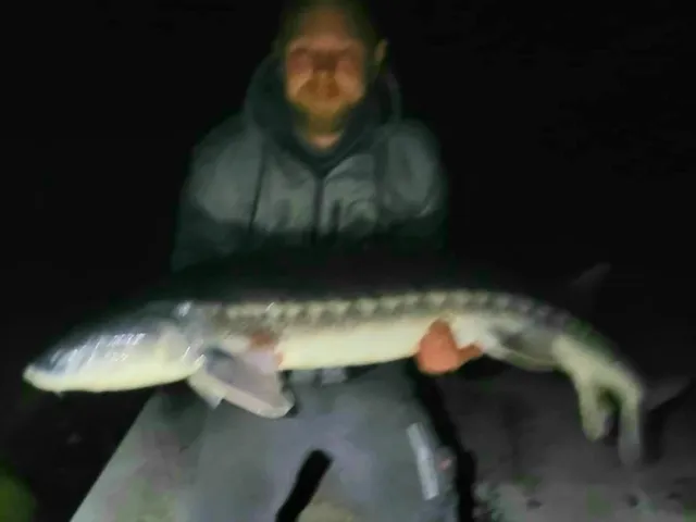 Stör