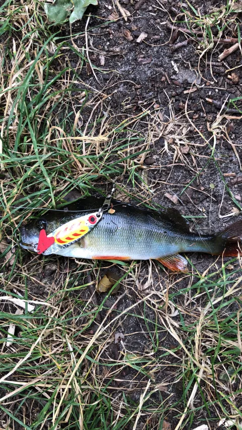 Flussbarsch