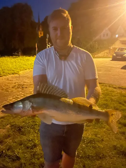 Zander