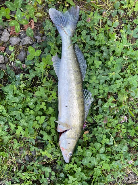 Zander