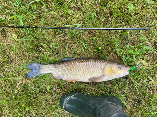 Döbel
