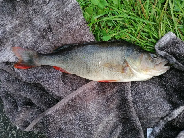 Flussbarsch
