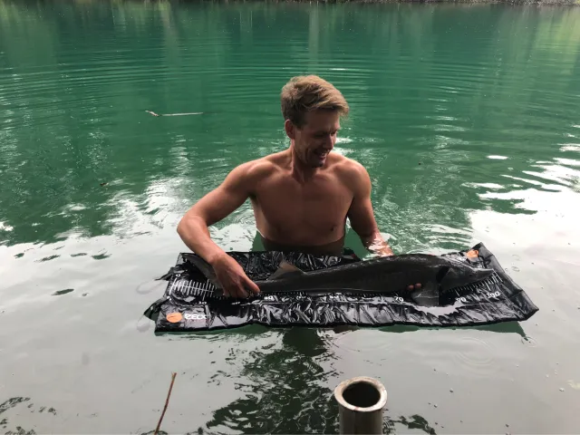 Stör