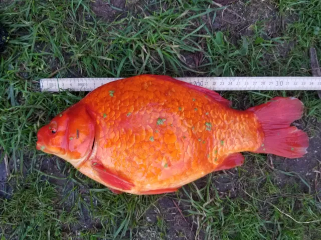 Goldfisch