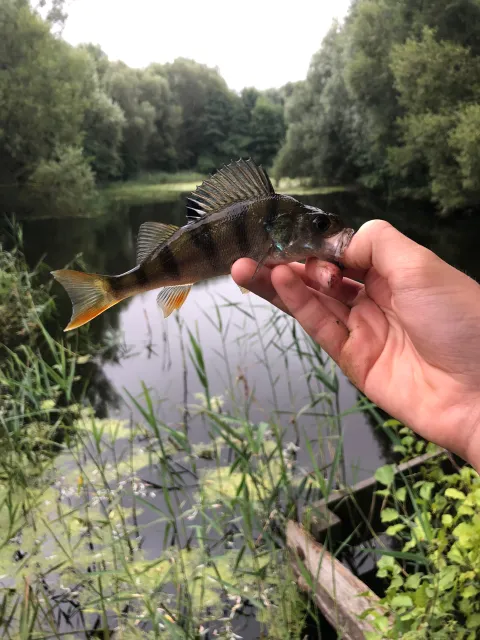 Flussbarsch
