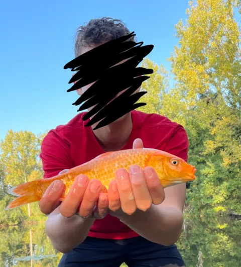 Goldfisch