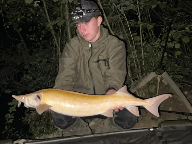 Stör