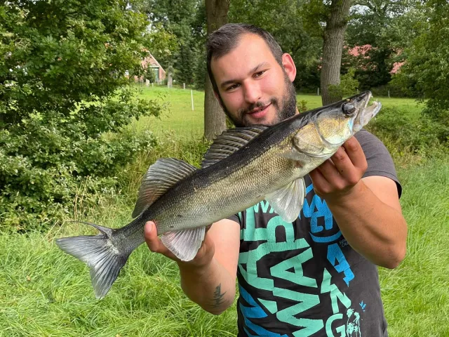 Zander