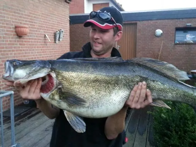 Zander