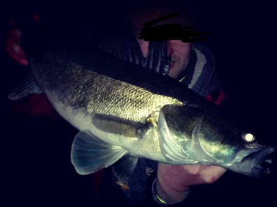 Zander
