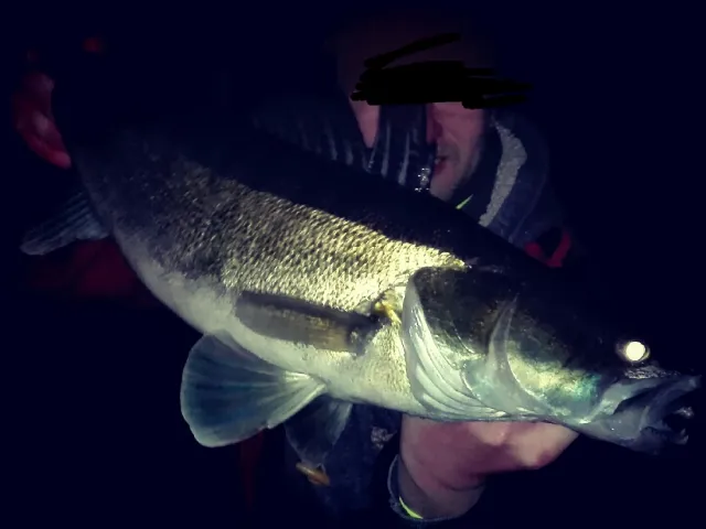 Zander