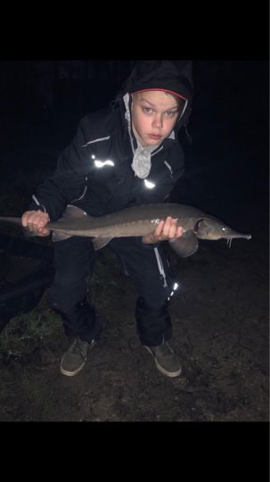 Stör