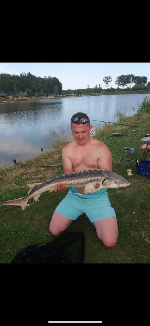 Stör