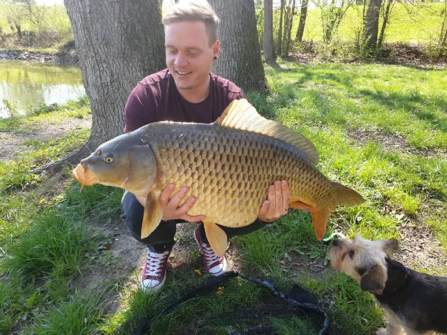 Karpfen