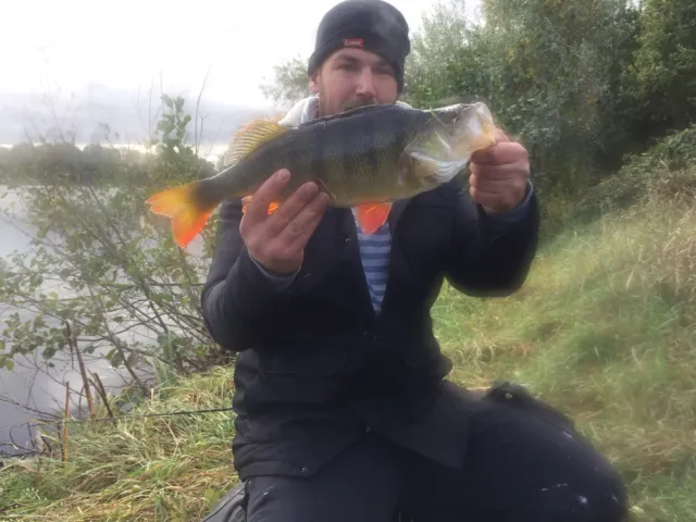 Flussbarsch