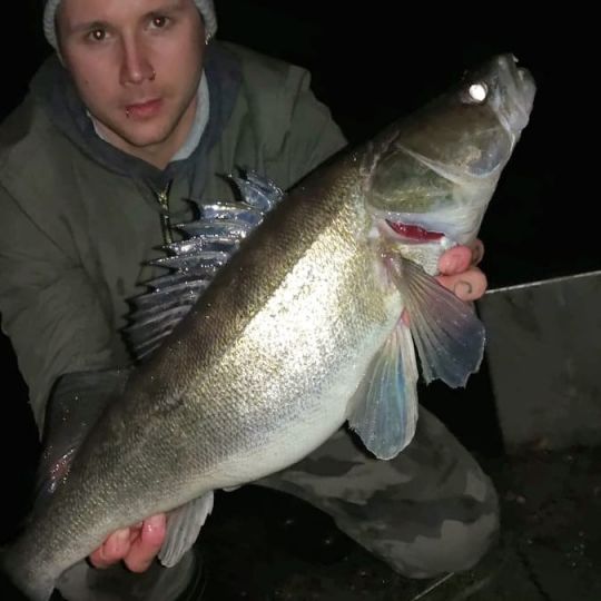 Zander
