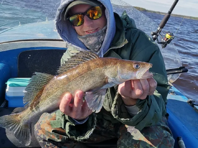 Zander