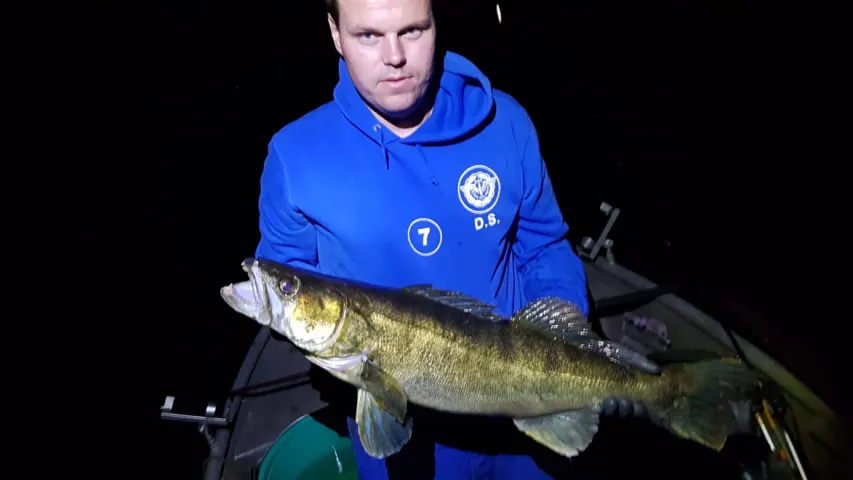 Zander