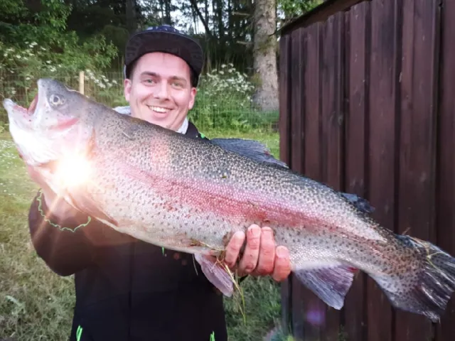 Regenbogenforelle