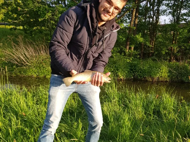 Bachforelle