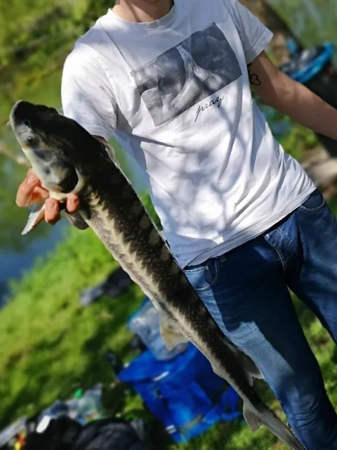 Stör
