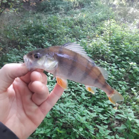 Flussbarsch