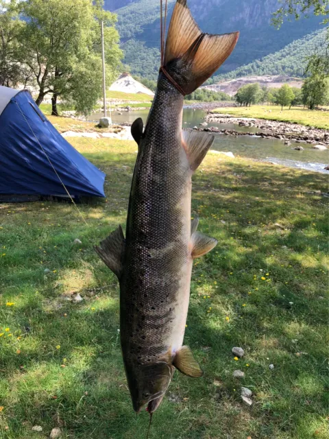Lachs