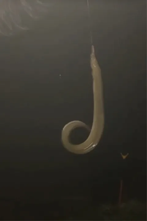 Aal