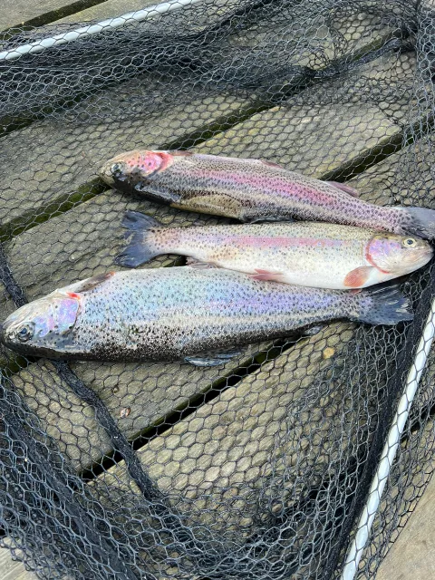 Regenbogenforelle