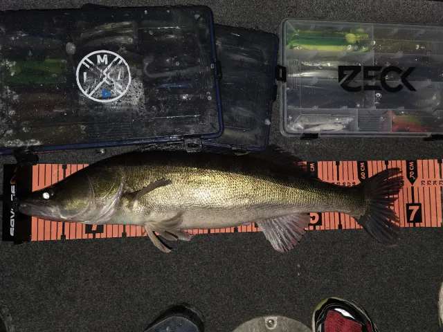 Zander