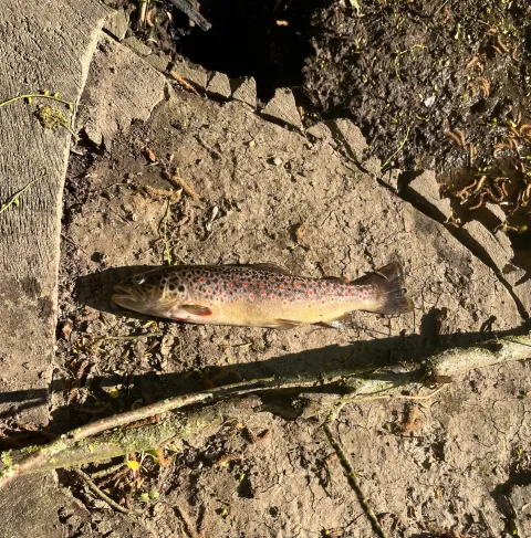 Bachforelle