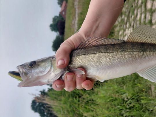 Zander