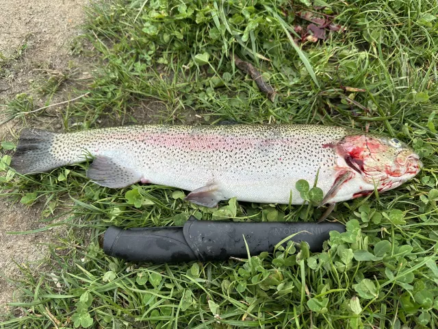 Regenbogenforelle